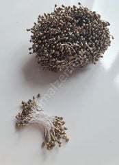 Gold Tohum